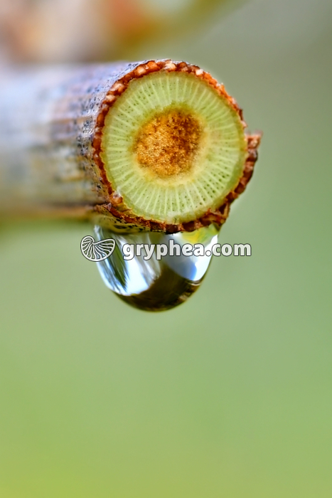 Vigne qui pleure - gryphea.org